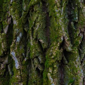 Bark of Elm Tree. Seamless Tileable Texture.