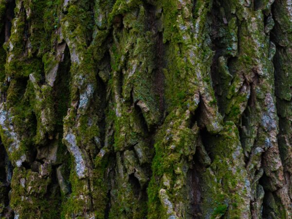 Bark of Elm Tree. Seamless Tileable Texture.