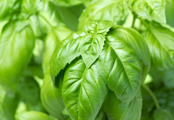 basil