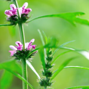 Beautiful leonurus sibiricus flowers in spring garden