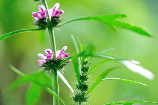 Beautiful leonurus sibiricus flowers in spring garden