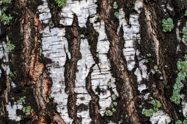 birch bark natural texture background