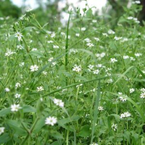 Common chickweed on meadows