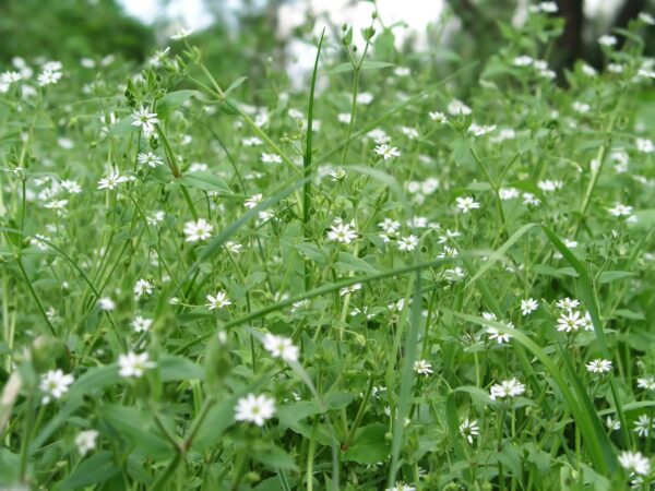 Common chickweed on meadows