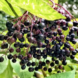 ELDERBERRIES : ELDER (Sambucus Nigra) OR THE ELDERBERRY TREE; NATIVE THROUGHOUT THE BRITISH ISLES