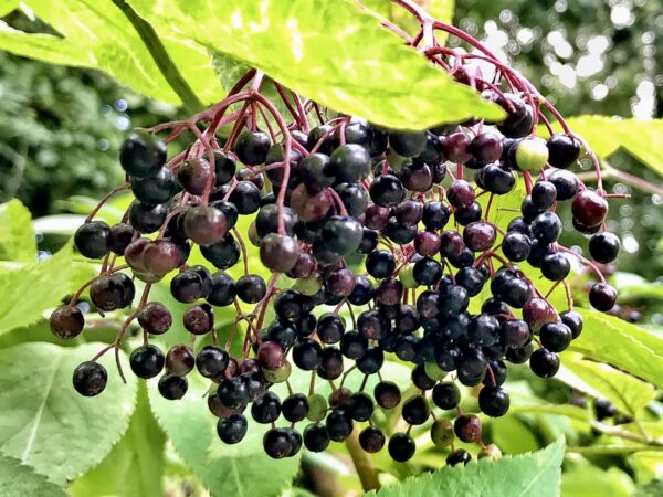 ELDERBERRIES : ELDER (Sambucus Nigra) OR THE ELDERBERRY TREE; NATIVE THROUGHOUT THE BRITISH ISLES