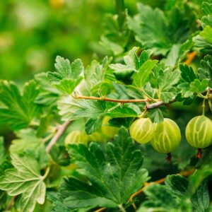 Green Gooseberries. Growing Organic Berries Closeup On A Branch