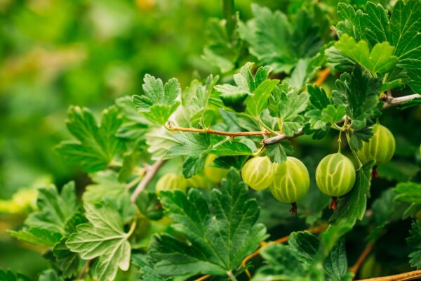 Green Gooseberries. Growing Organic Berries Closeup On A Branch