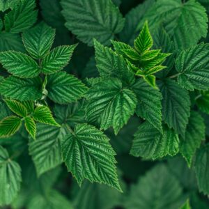 Green summer background of a lot of raspberry leaves