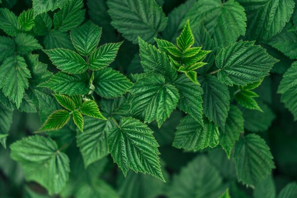 Green summer background of a lot of raspberry leaves