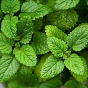 lemon balm (melissa) herb leaves closeup