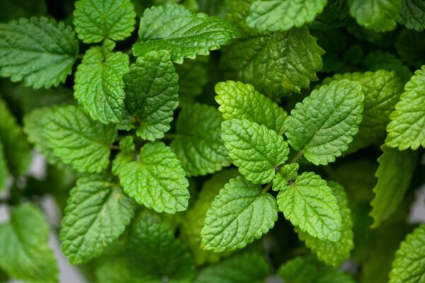 lemon balm (melissa) herb leaves closeup