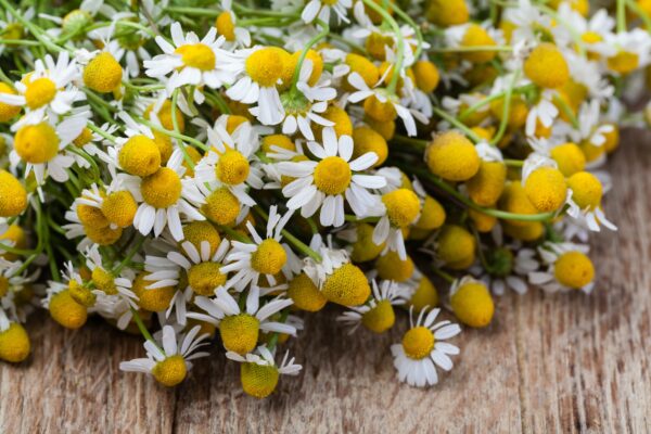 Medical Chamomile