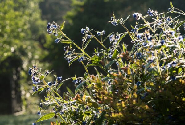 Plant / Herb / medicine: Comfrey 2