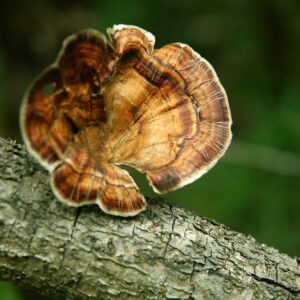 Reishi mushroom tea available at gardens apothecary co in springfield tn.