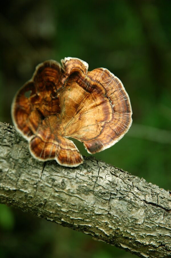 Reishi mushroom tea available at gardens apothecary co in springfield tn.