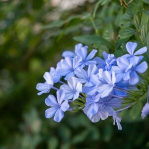 Spring flower concept. Lobelia erinus, edging, garden or trailing light blue color flowering plant.