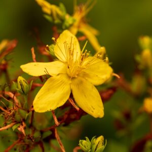 St. John's wort flowers