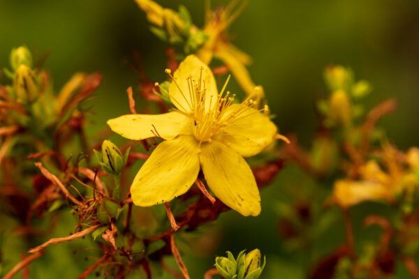 St. John's wort flowers