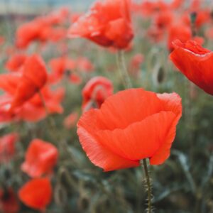 the poppies field