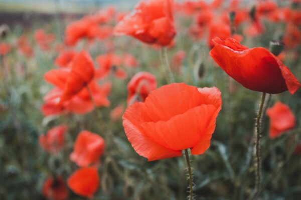 the poppies field