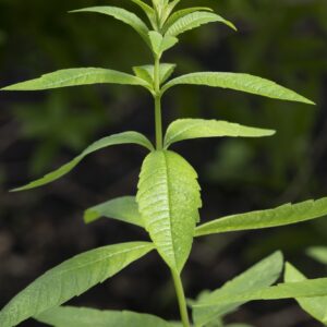 Twig of Aloysia citrodora, lemon verbena in the garden