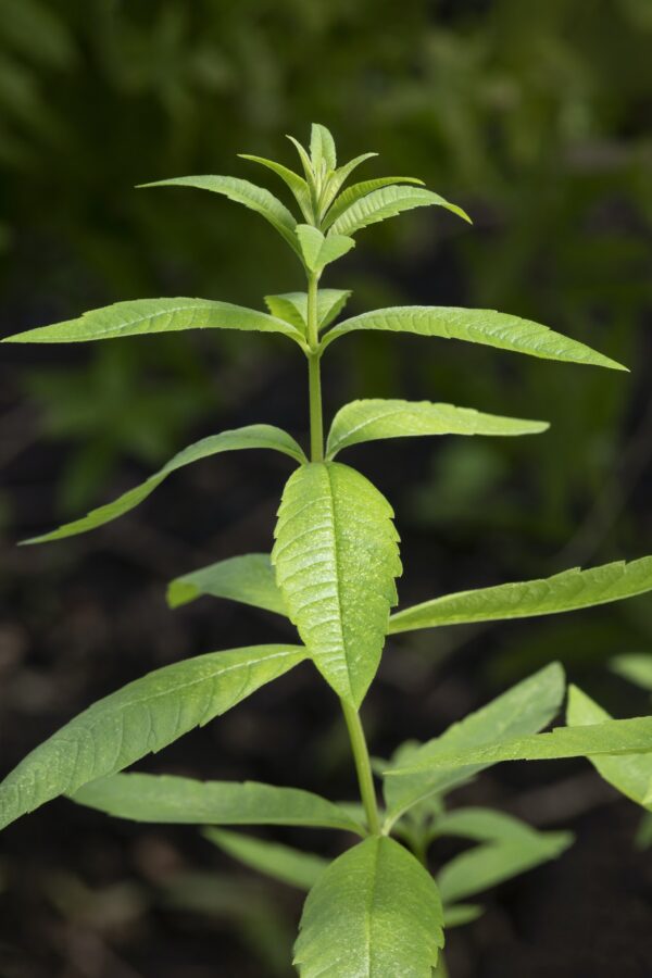 Twig of Aloysia citrodora, lemon verbena in the garden