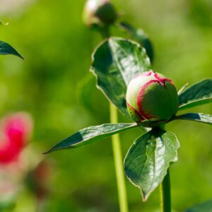 Unopened peony bud close up. White flowers peonies in garden.