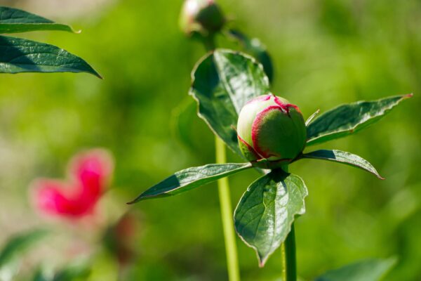 Unopened peony bud close up. White flowers peonies in garden.