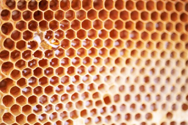 Wooden frame with honeycomb full of honey. Close up background for design. Macro. Honey beehive