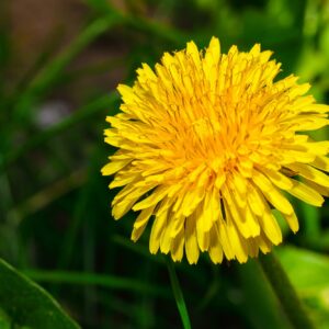 yellow dandelion flower