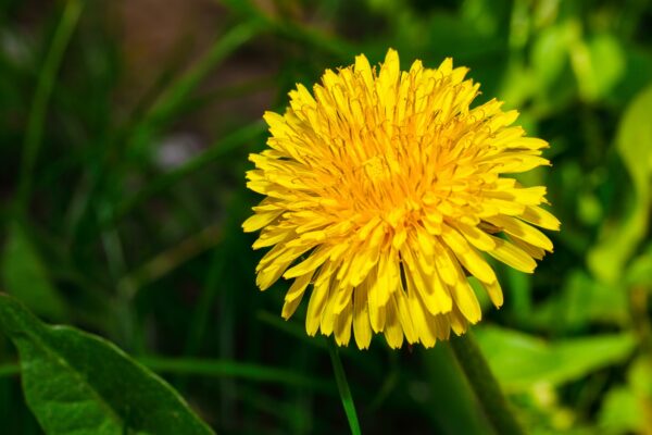 yellow dandelion flower