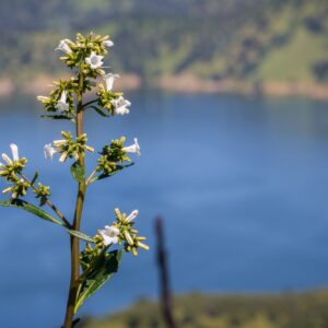 Yerba santa in bloom