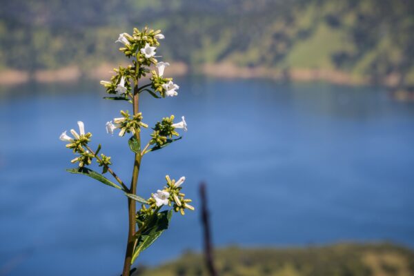 Yerba santa in bloom